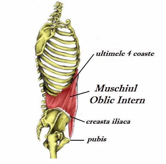 Muschii toraco-abdominali, oblic intern